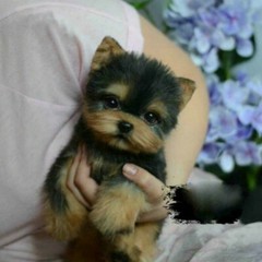 Simulation Puppy Toy Yorkie Dog Lifelike Stuffed Companion Realistic Toy Pet New