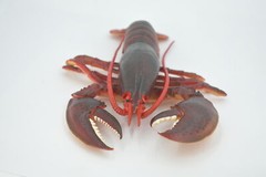 Life Size Model Lobster Realistic Hard Rubber Educational Model 9″ F4070 B91