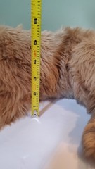 Ditz Designs Golden Retriever Plush Dog 20″ Realistic Hen House Co