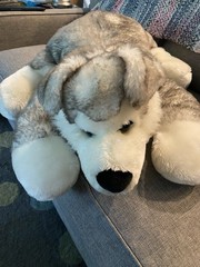 Huge Kids Of America Plush Dog Puppy Floppy Husky Wolf Blue Eyes stuffed Animal