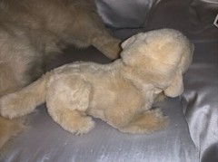 Vintage E&J Classic Golden Retriever Dog & Puppy Plush Realistic Life Size 30”