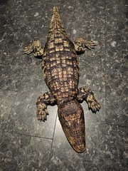 Jumbo Realistic Alligator Crocodile Plush 48″ Toy Swamp Hunter Reptile Smooth