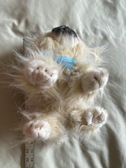 Demdaco Nat & Jules Animalcraft Pekingese Puppy Dog Plush 2014 Vtg Realistic s5
