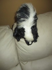 Plush Skunk Life Size Realistic Plush Fur 14 in Long