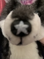 Black And White Husky Plush Bass pro Shops Colored Black Rainbow Tail Star Nose