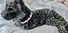 TRANSFORMED DOUGLAS KELSO COUGAR PLUSH INTO A LEOPARD Her Name ARTEMIS OOAK