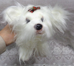 WILDLIFE ADVENTURES Bring Home the Adventure 7PLSH296 Plush Toy MALTESE 12″ Dog