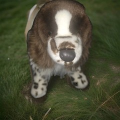 Douglas Springer Spaniel 2013 Oglivy RARE, Great Condition Item # 2027
