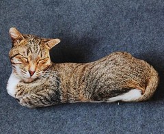 Cat Printed Pillow 20″ Stuffed Animal Plush Toys Toddler Doll Kids Gifts