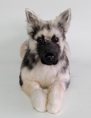 DragonMoss Realistic Plush Dog Lifelike Stuffed Animal Ready-Made Comfort Gift