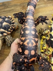 Gila Monster Bearded Dragon Tortoise, Stuffed Animal Lot, 21 Inch, Plush Toy